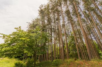 Forest trees landscape.