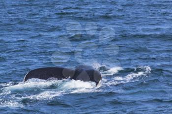 Whale watching experience off the coast of Atlantic.