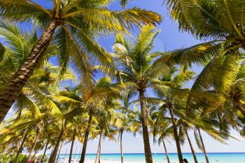 View of Caribbean beach with palm trees.