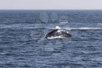 Whale watching experience off the coast of Atlantic.