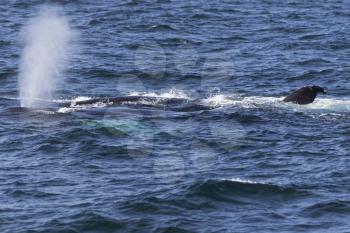 Whale watching experience off the coast of Atlantic.