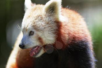 Cute Red Panda posing for the camera.