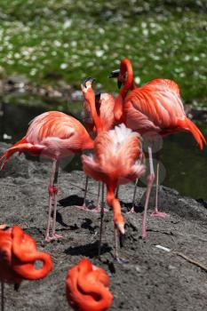 Beautiful pink flamingoes in a flock.