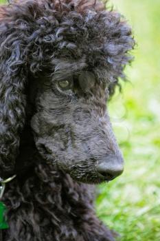 A portrait of a cute black poodle puppy with expressive eyes on a green grassy lawn.