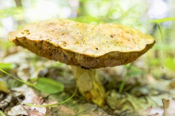 Wild mushroom growing in a forest.