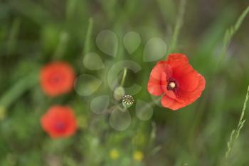 Bright red poppy flowers in the meadow on a summer day.