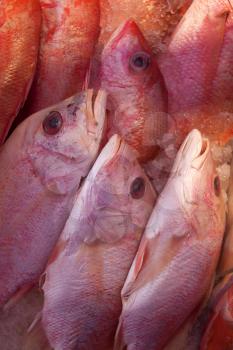 Fresh fish for sale at the seafood market, close-up view.