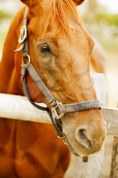 Racehorse portrait on the farm.