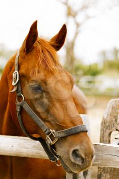 Racehorse portrait on the farm.