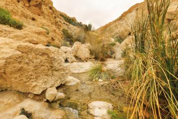 Ein Gedi Nature Reserve in Israel.