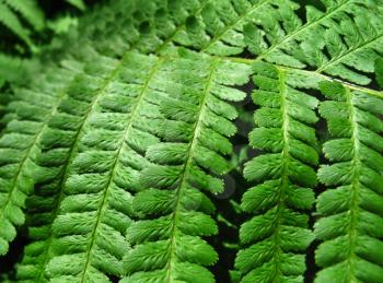 close up of fresh green fern leafs background