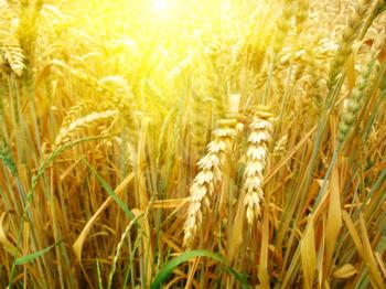 close up of grain field and sun background