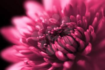 chrysanthemum flower on dark background, soft focus