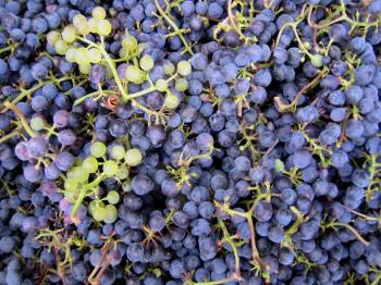 close-up of grapes clusters background