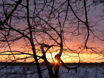 tree and evening sun