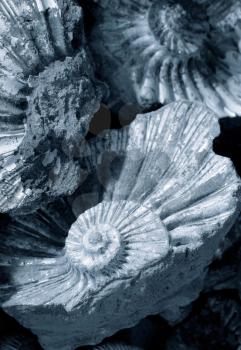 closeup of fossilized ammonites