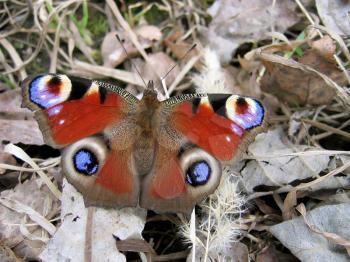 Beautiful butterfly on dry foliage