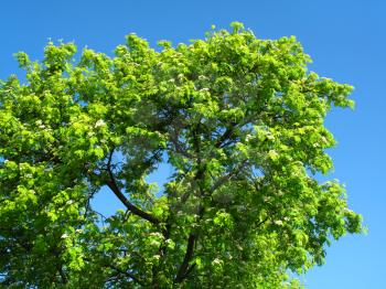 blossoming mountain ash on a blue sky background