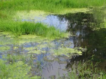 green swamp with green grass background 