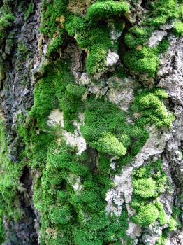 bark of old tree covered by a moss