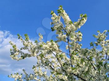 branch of blossoming tree on blue sky background