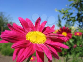 close up of beautiful pink pyrethrum flower