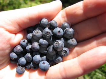 closeup of handful of fresh blueberries 