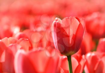 beautiful red tulips glowing in sunlight