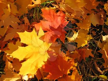 beautiful autumn leaves of maple tree