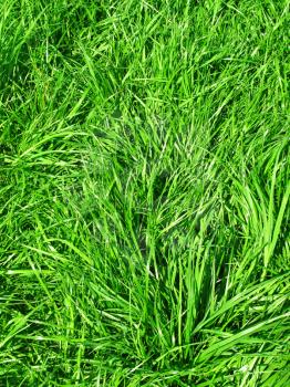 close-up of fresh green grass background                                        