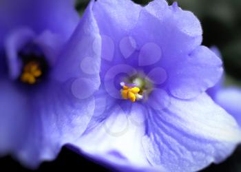 close up of beautiful violet flowers