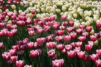 beautiful tulips background