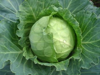 head of fresh green cabbage