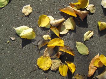 bright yellow autumn leaves on pavement           