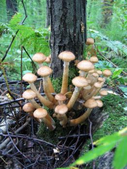 eatable mushrooms (honey agarics) growing at tree