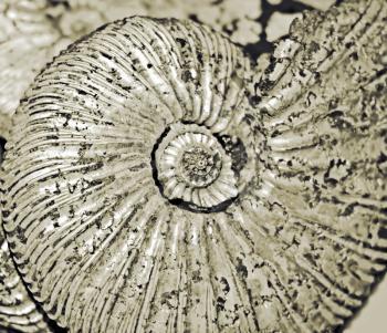 fossilized ammonite background