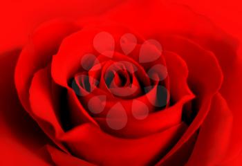 beautiful red rose background