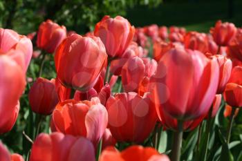 closeup of beautiful tulips background