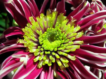 flowering chrysanthemum with green center - close-up