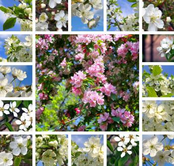 Collage of beautiful flowering trees
