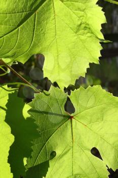 Leaves of grape glowing in sunlight