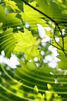 Branch of fresh green maple reflection in the abstract water with ripples