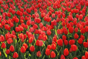 Beautiful red tulips glowing on sunlight, bright spring natural background