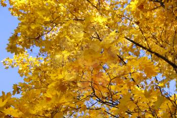 Beautiful branches of bright yellow autumn maple against a blue sky