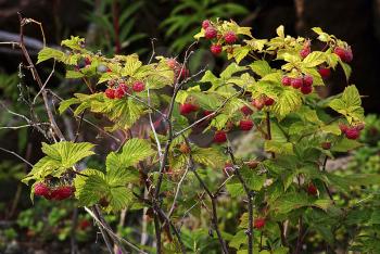 Wild raspberry bush with bright ripe berries in the forest