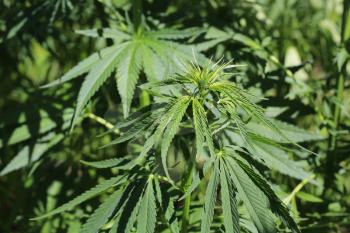 Close-up of green fresh foliage of cannabis plant (hemp, marijuana)