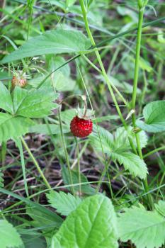Wild strawberry on summer forest 