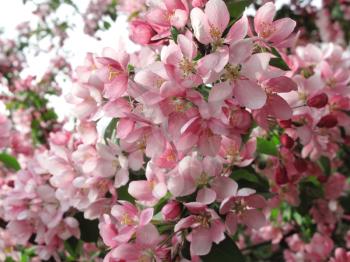 blossoming tree with beautiful pink flowers