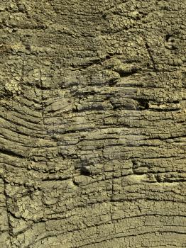 Texture of very old weathered wood                 