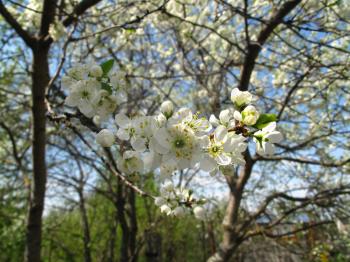 Branch of a flowering fruit tree with beautiful white flowers in spring garden